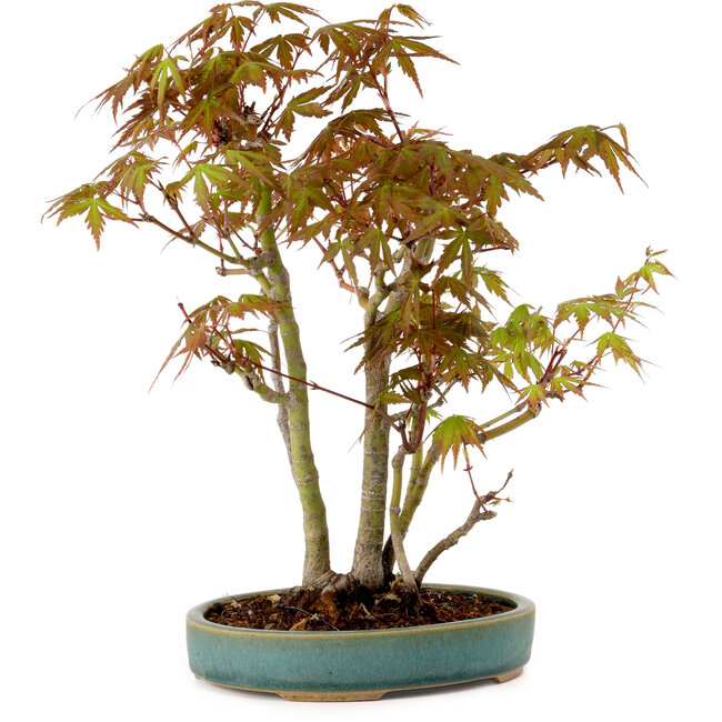 Acer palmatum, 30 cm, ± 15 years old, with a nebari of 6 cm