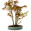 Acer palmatum, 30 cm, ± 15 years old, with a nebari of 6 cm