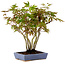 Acer palmatum, 25 cm, ± 15 years old, in a handmade Japanese pot by Hattori, with a nebari of 6 cm