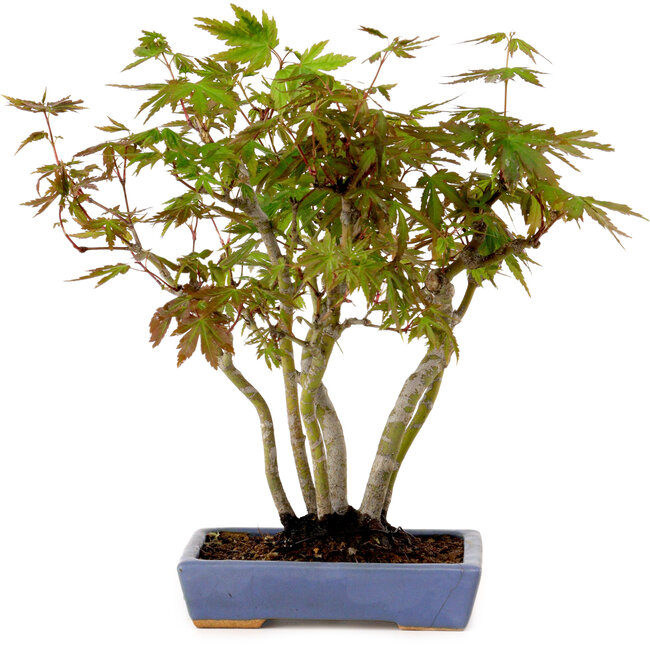Acer palmatum, 25 cm, ± 15 years old, in a handmade Japanese pot by Hattori, with a nebari of 6 cm
