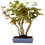 Acer palmatum, 25 cm, ± 15 years old, in a handmade Japanese pot by Hattori, with a nebari of 6 cm