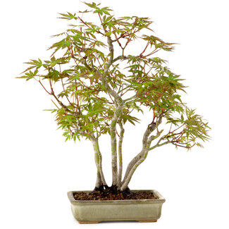 Acer palmatum, 33 cm, ± 15 years old