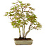 Acer palmatum, 33 cm, ± 15 years old, with a nebari of 7 cm