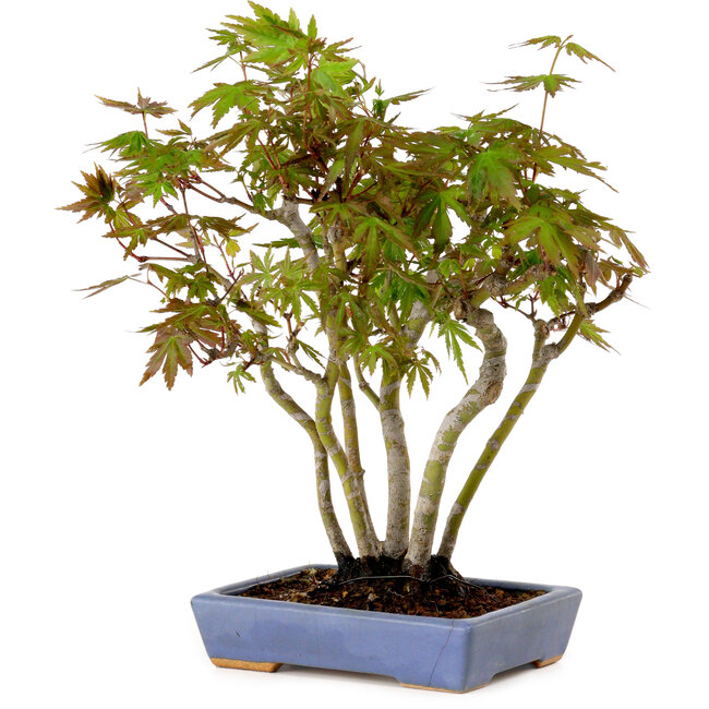 Acer palmatum, 25 cm, ± 15 years old, in a handmade Japanese pot by Hattori, with a nebari of 6 cm