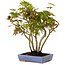 Acer palmatum, 25 cm, ± 15 years old, in a handmade Japanese pot by Hattori, with a nebari of 6 cm