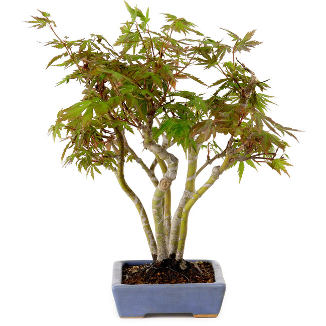 Acer palmatum, 25 cm, ± 15 years old, in a handmade Japanese pot by Hattori, with a nebari of 6 cm