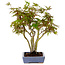 Acer palmatum, 25 cm, ± 15 years old, in a handmade Japanese pot by Hattori, with a nebari of 6 cm