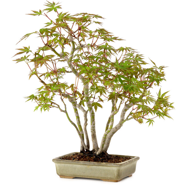 Acer palmatum, 33 cm, ± 15 years old, with a nebari of 7 cm