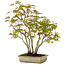 Acer palmatum, 33 cm, ± 15 years old, with a nebari of 7 cm