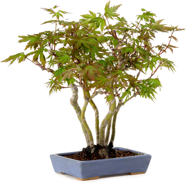 Acer palmatum, 25 cm, ± 15 years old, in a handmade Japanese pot by Hattori, with a nebari of 6 cm