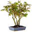 Acer palmatum, 25 cm, ± 15 years old, in a handmade Japanese pot by Hattori, with a nebari of 6 cm