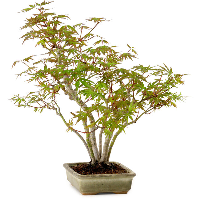 Acer palmatum, 33 cm, ± 15 years old, with a nebari of 7 cm