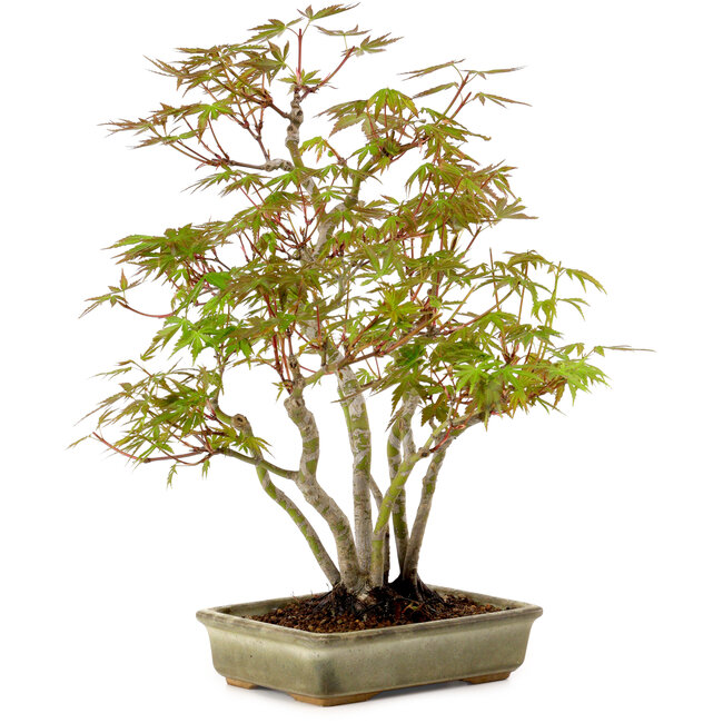 Acer palmatum, 33 cm, ± 15 years old, with a nebari of 7 cm