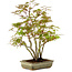 Acer palmatum, 33 cm, ± 15 years old, with a nebari of 7 cm