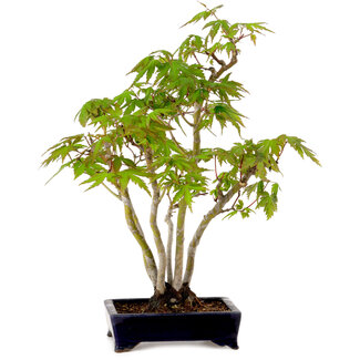 Acer palmatum, 32 cm, ± 15 years old