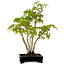 Acer palmatum, 32 cm, ± 15 years old, with a nebari of 6 cm