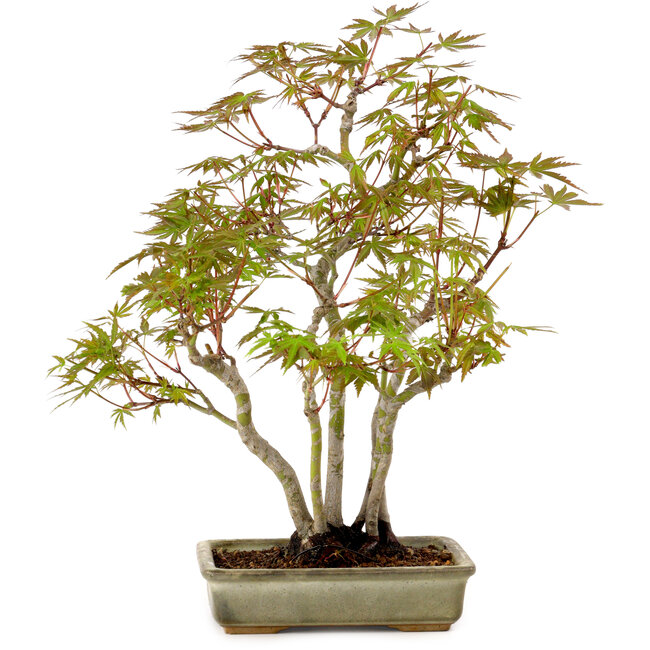 Acer palmatum, 33 cm, ± 15 years old, with a nebari of 7 cm