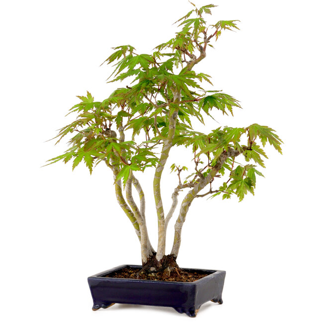 Acer palmatum, 32 cm, ± 15 years old, with a nebari of 6 cm