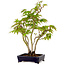 Acer palmatum, 32 cm, ± 15 years old, with a nebari of 6 cm