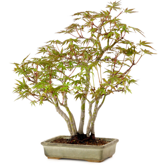 Acer palmatum, 33 cm, ± 15 years old, with a nebari of 7 cm