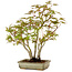 Acer palmatum, 33 cm, ± 15 years old, with a nebari of 7 cm