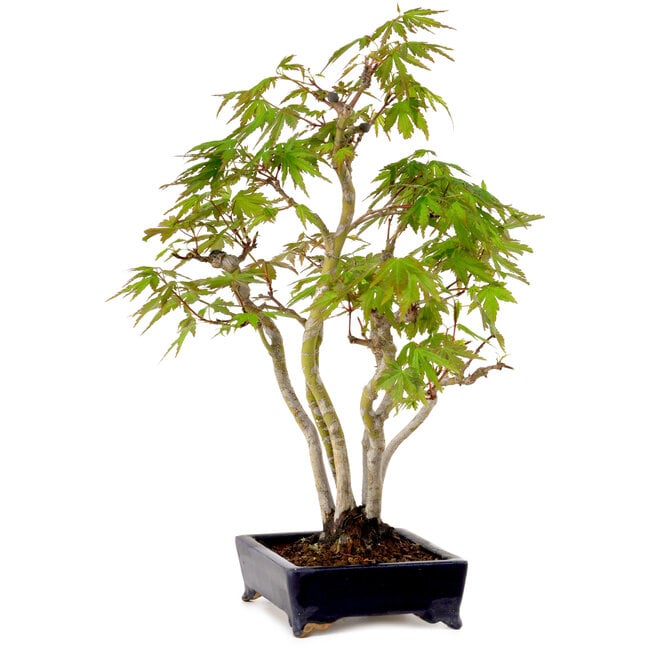 Acer palmatum, 32 cm, ± 15 years old, with a nebari of 6 cm