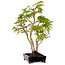 Acer palmatum, 32 cm, ± 15 years old, with a nebari of 6 cm