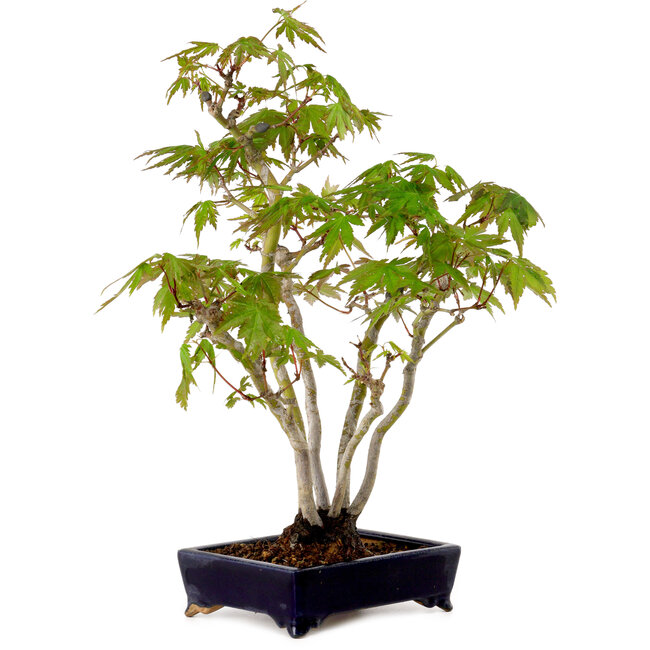 Acer palmatum, 32 cm, ± 15 years old, with a nebari of 6 cm