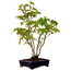 Acer palmatum, 32 cm, ± 15 years old, with a nebari of 6 cm
