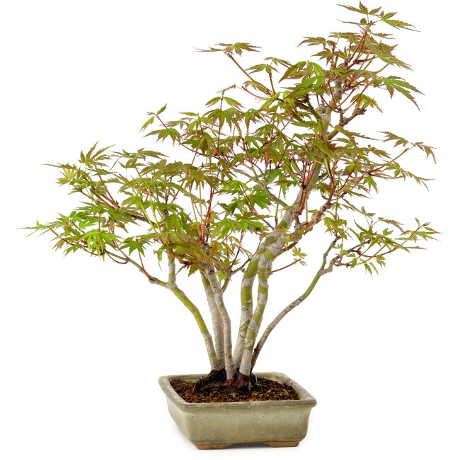 Acer palmatum, 33 cm, ± 15 years old, with a nebari of 7 cm