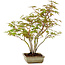 Acer palmatum, 33 cm, ± 15 years old, with a nebari of 7 cm