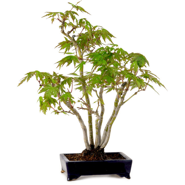 Acer palmatum, 32 cm, ± 15 years old, with a nebari of 6 cm