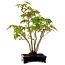 Acer palmatum, 32 cm, ± 15 years old, with a nebari of 6 cm