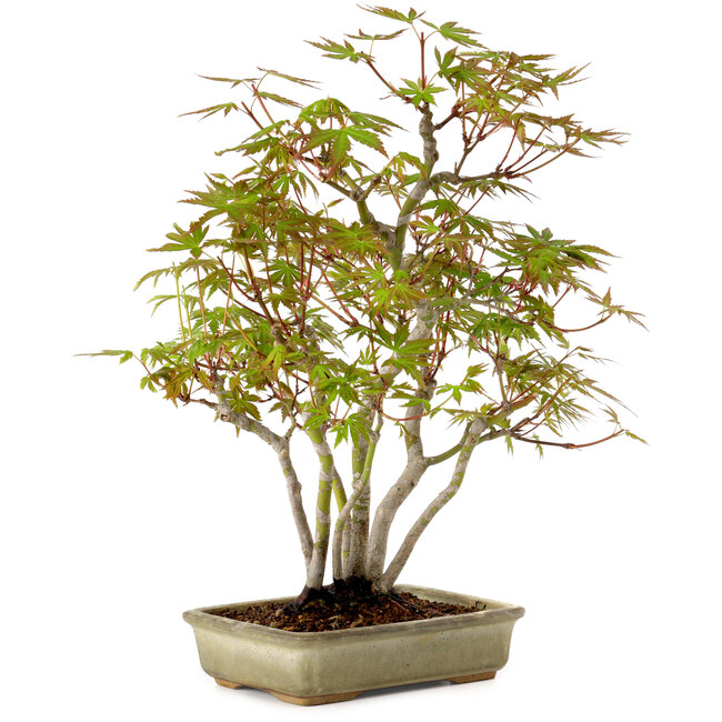 Acer palmatum, 33 cm, ± 15 years old, with a nebari of 7 cm