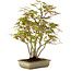 Acer palmatum, 33 cm, ± 15 years old, with a nebari of 7 cm