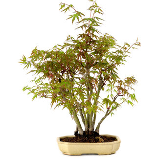 Acer palmatum, 23 cm, ± 15 years old