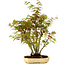 Acer palmatum, 23 cm, ± 15 years old, with a nebari of 6 cm