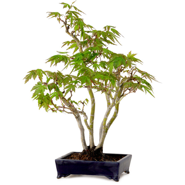 Acer palmatum, 32 cm, ± 15 years old, with a nebari of 6 cm