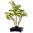Acer palmatum, 32 cm, ± 15 years old, with a nebari of 6 cm