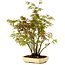 Acer palmatum, 23 cm, ± 15 years old, with a nebari of 6 cm