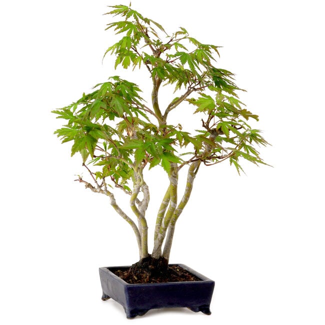 Acer palmatum, 32 cm, ± 15 years old, with a nebari of 6 cm