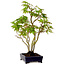 Acer palmatum, 32 cm, ± 15 years old, with a nebari of 6 cm