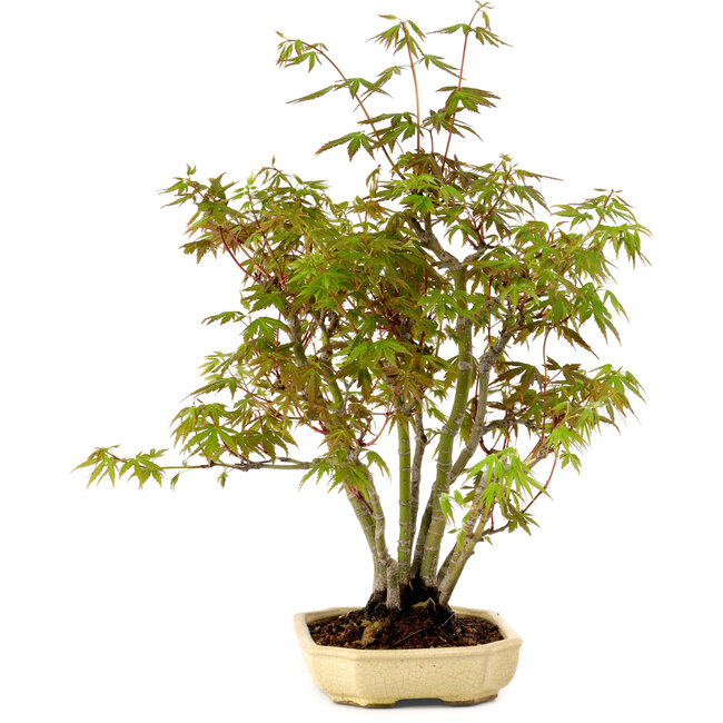 Acer palmatum, 23 cm, ± 15 years old, with a nebari of 6 cm