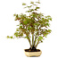 Acer palmatum, 23 cm, ± 15 years old, with a nebari of 6 cm