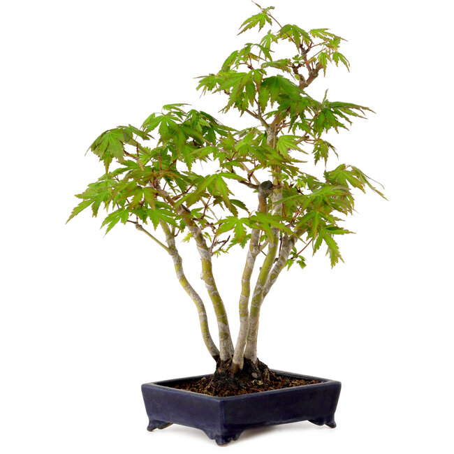 Acer palmatum, 32 cm, ± 15 years old, with a nebari of 6 cm