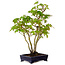 Acer palmatum, 32 cm, ± 15 years old, with a nebari of 6 cm