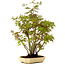 Acer palmatum, 23 cm, ± 15 years old, with a nebari of 6 cm