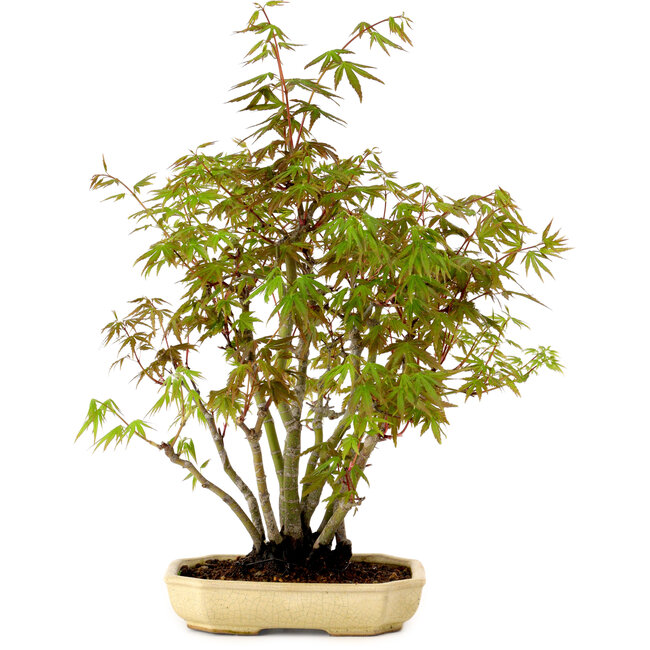 Acer palmatum, 23 cm, ± 15 years old, with a nebari of 6 cm