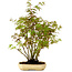 Acer palmatum, 23 cm, ± 15 years old, with a nebari of 6 cm