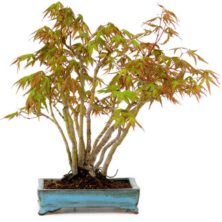 Acer palmatum, 26 cm, ± 15 years old